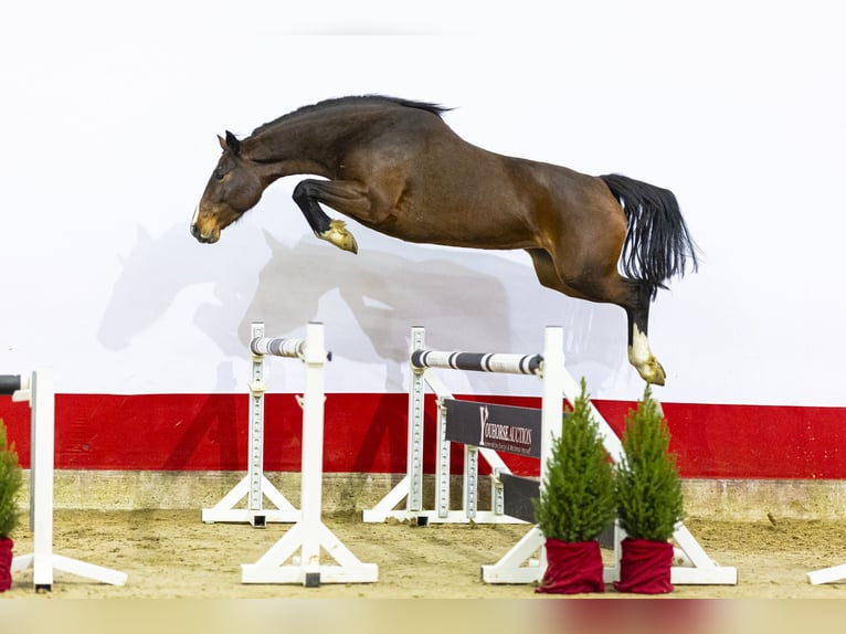 Holsteiner Jument 5 Ans 160 cm Bai in Waddinxveen