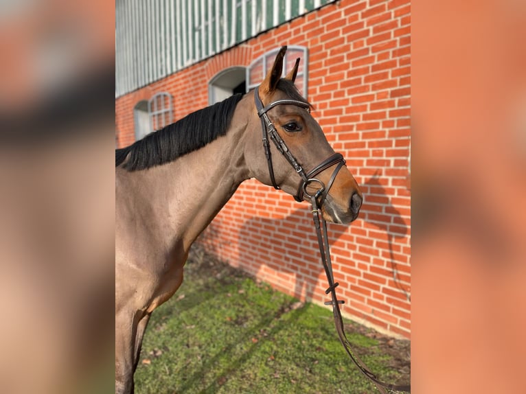 Holsteiner Jument 5 Ans 162 cm Bai in Lübeck