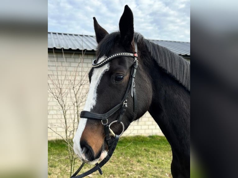 Holsteiner Jument 5 Ans 163 cm Bai brun in Zossen