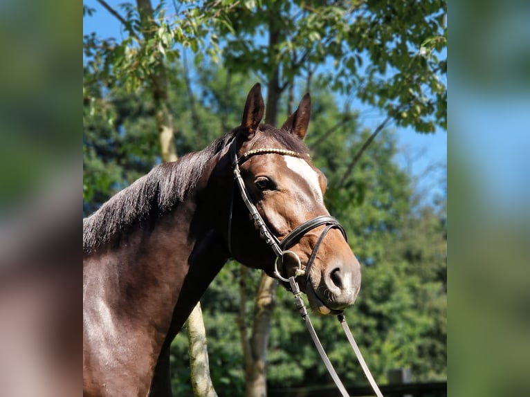 Holsteiner Jument 5 Ans 163 cm Bai brun foncé in Silberstedt
