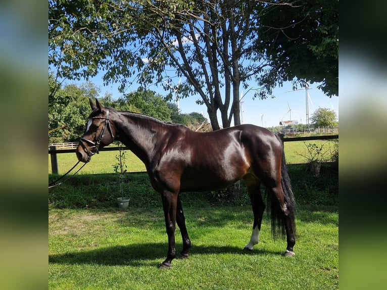 Holsteiner Jument 5 Ans 163 cm Bai brun foncé in Silberstedt