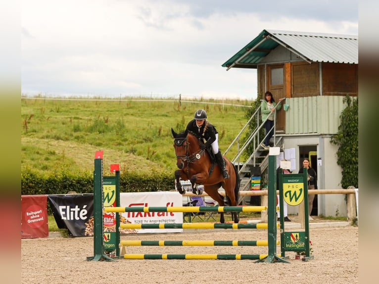 Holsteiner Jument 5 Ans 163 cm Bai in Lörrach