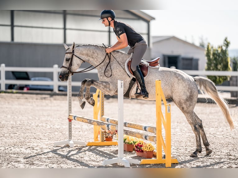 Holsteiner Jument 5 Ans 163 cm Gris in Zduchovice