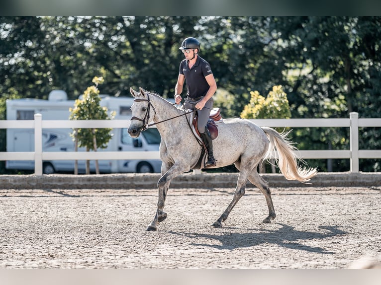 Holsteiner Jument 5 Ans 163 cm Gris in Zduchovice