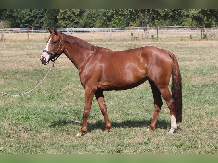 Holsteiner Jument 5 Ans 164 cm Alezan in Wedel