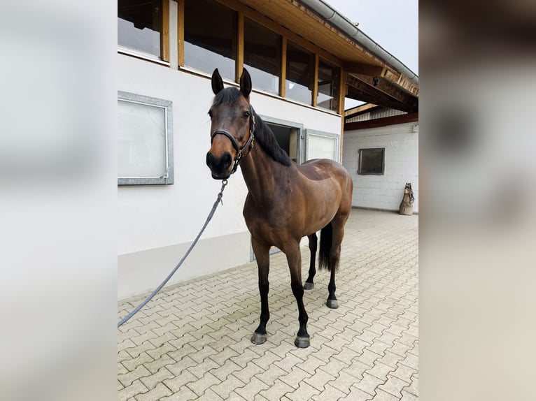 Holsteiner Jument 5 Ans 164 cm Bai brun in Freiburg im Breisgau