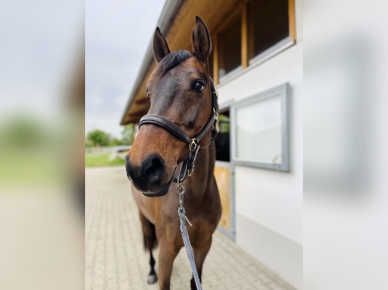 Holsteiner Jument 5 Ans 164 cm Bai brun in Freiburg im Breisgau