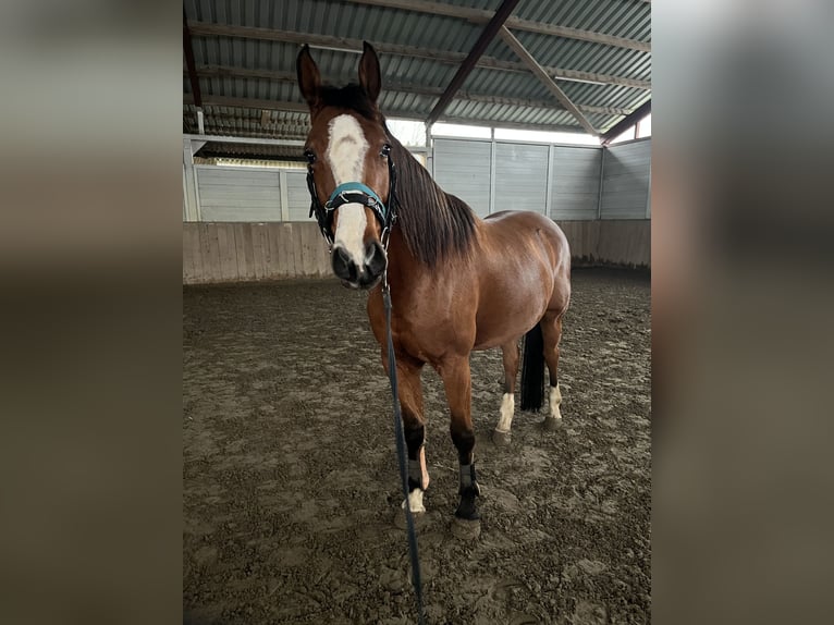 Holsteiner Jument 5 Ans 164 cm Bai in Großenrade