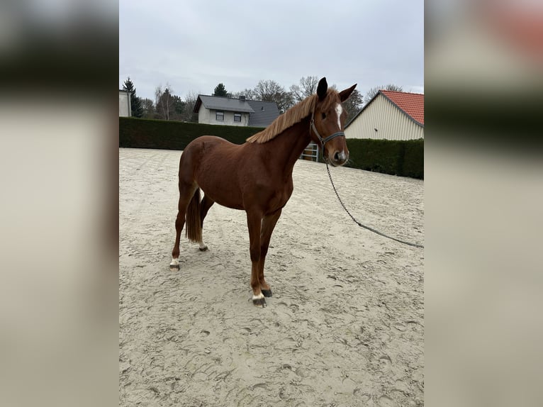 Holsteiner Jument 5 Ans 165 cm Alezan in Muldestausee