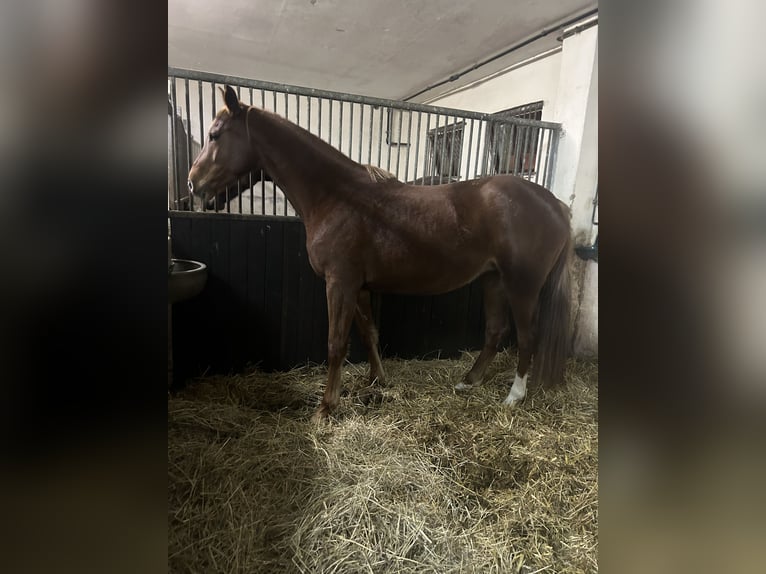 Holsteiner Jument 5 Ans 165 cm Alezan in Muldestausee