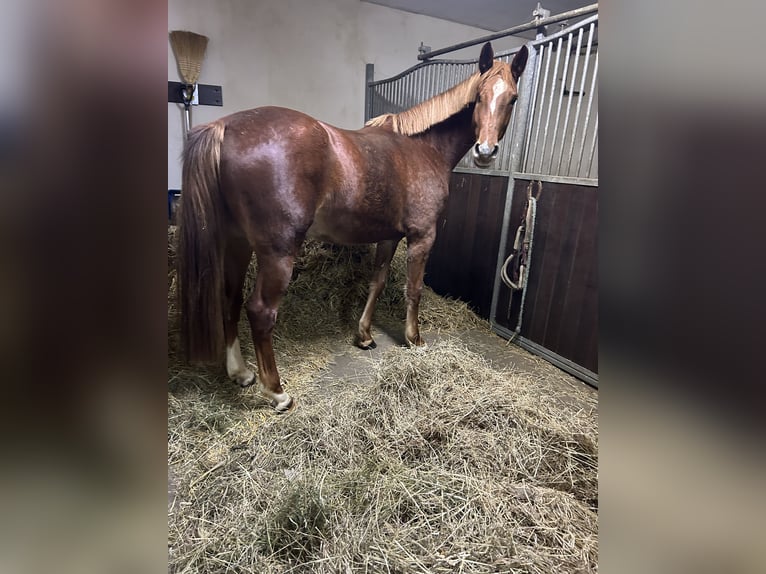 Holsteiner Jument 5 Ans 165 cm Alezan in Muldestausee