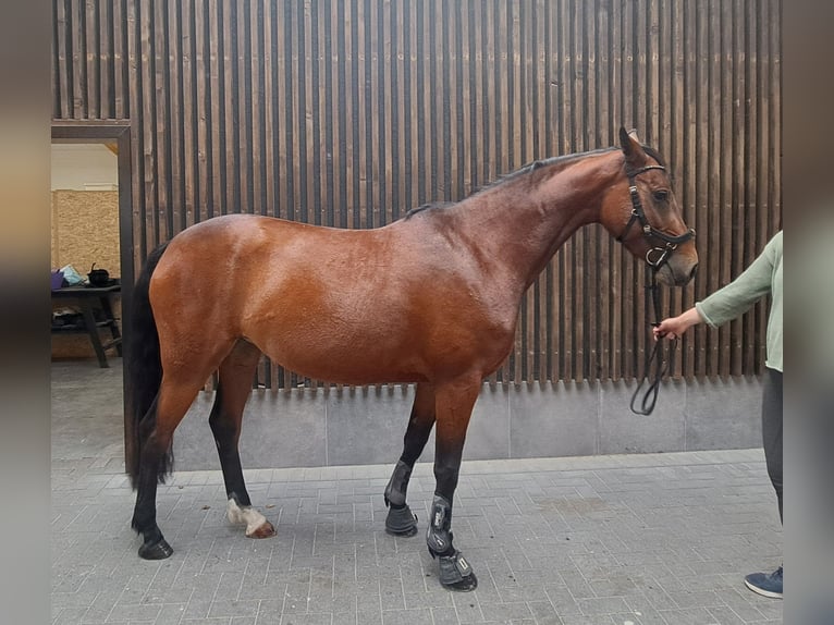 Holsteiner Jument 5 Ans 165 cm Bai in Dormagen