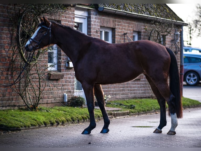 Holsteiner Jument 5 Ans 165 cm Bai in Rodenbek