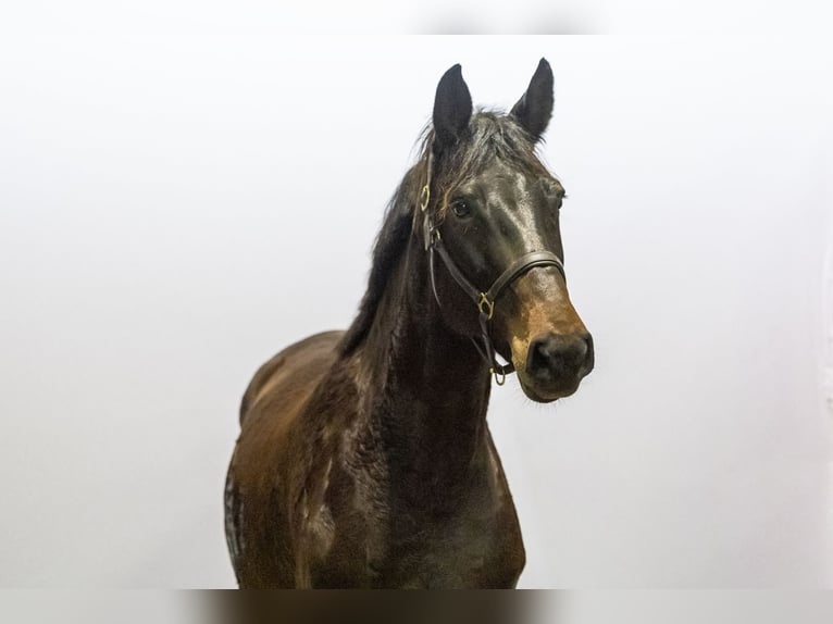 Holsteiner Jument 5 Ans 166 cm Bai brun in Waddinxveen