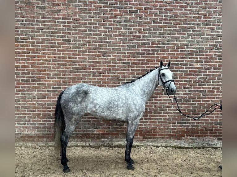 Holsteiner Jument 5 Ans 166 cm Gris in Kaulille