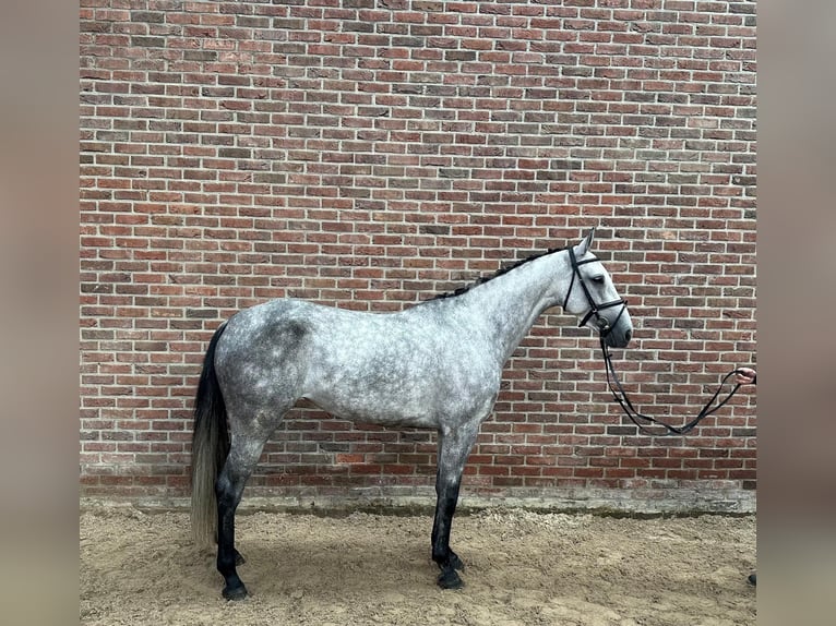 Holsteiner Jument 5 Ans 166 cm Gris in Kaulille