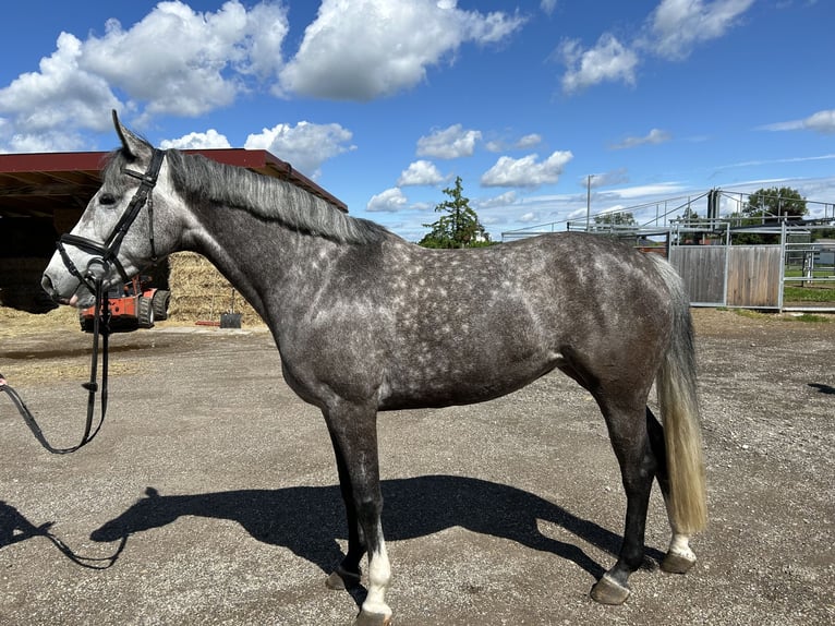 Holsteiner Jument 5 Ans 166 cm Gris pommelé in Wain