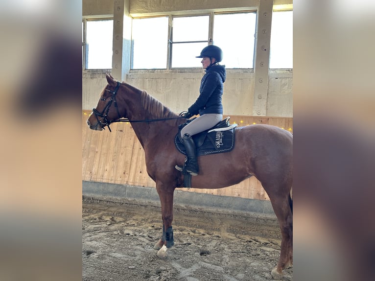 Holsteiner Jument 5 Ans 167 cm Alezan in Löwenberger Land