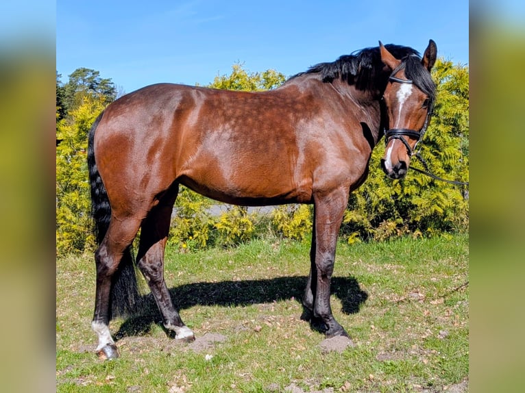Holsteiner Jument 5 Ans 167 cm Bai in Munster