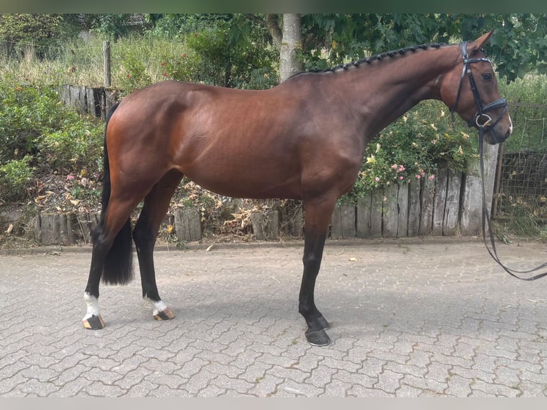 Holsteiner Jument 5 Ans 167 cm Bai in Munster