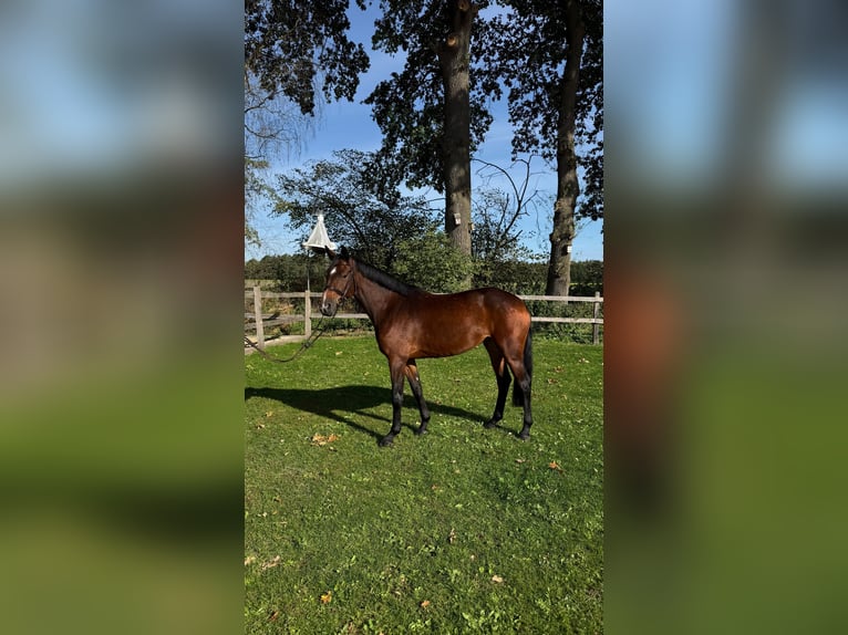 Holsteiner Jument 5 Ans 167 cm Bai in Bramsche