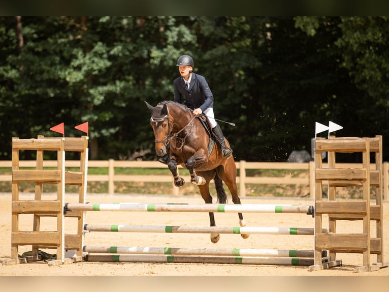 Holsteiner Jument 5 Ans 167 cm Bai in Schwabach