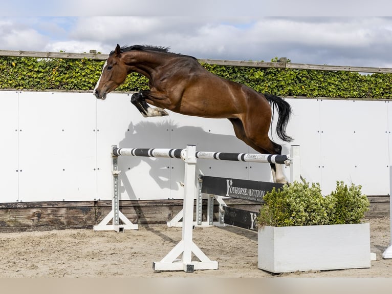 Holsteiner Jument 5 Ans 167 cm Bai in Waddinxveen