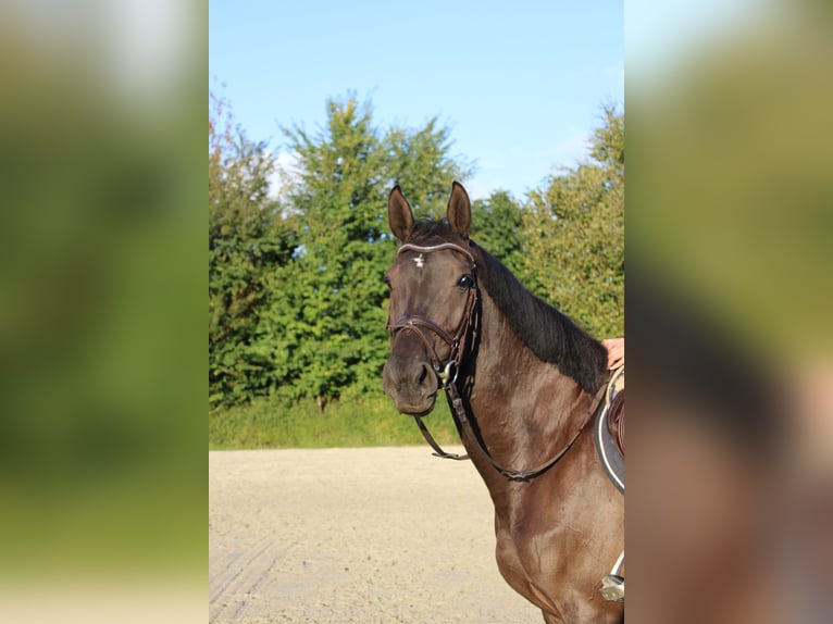 Holsteiner Jument 5 Ans 167 cm Noir in Schulendorf