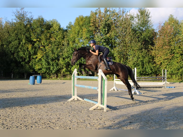 Holsteiner Jument 5 Ans 167 cm Noir in Schulendorf