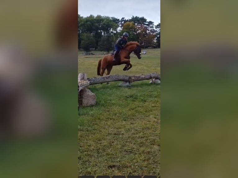 Holsteiner Jument 5 Ans 168 cm Alezan in Staven