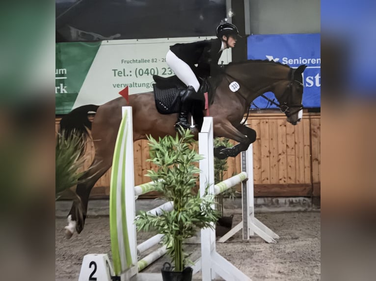 Holsteiner Jument 5 Ans 168 cm Bai in Lentföhrden