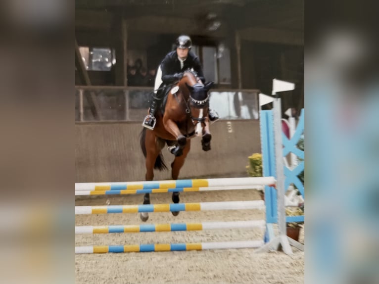 Holsteiner Jument 5 Ans 168 cm Bai in Lentföhrden