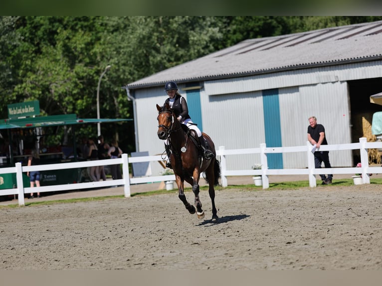 Holsteiner Jument 5 Ans 168 cm Bai in BokseeSchönhorst