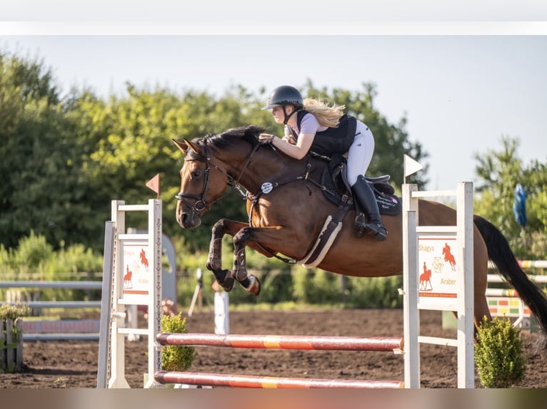 Holsteiner Jument 5 Ans 168 cm Bai in BokseeSchönhorst