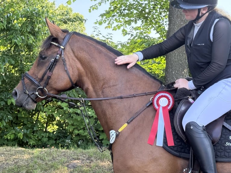 Holsteiner Jument 5 Ans 168 cm Bai in BokseeSchönhorst