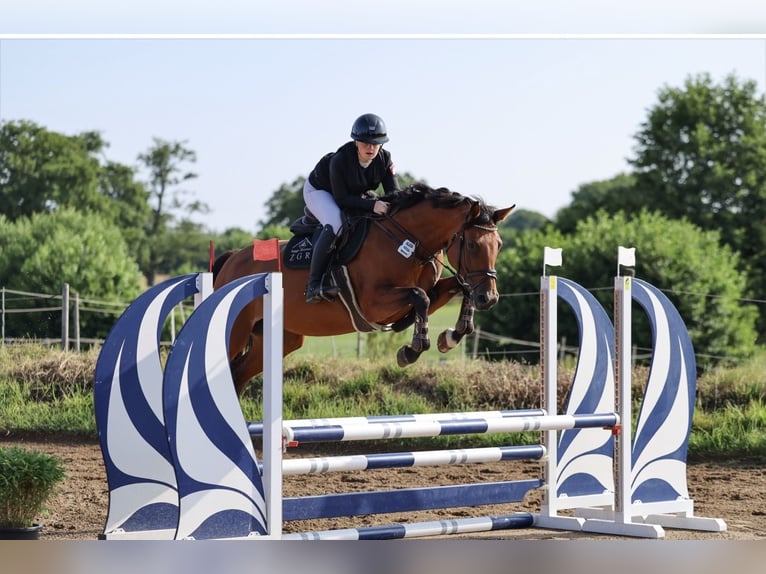 Holsteiner Jument 5 Ans 168 cm Bai in BokseeSchönhorst