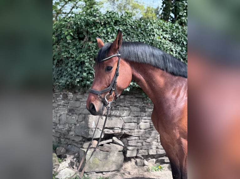 Holsteiner Jument 5 Ans 168 cm Bai in Ratingen