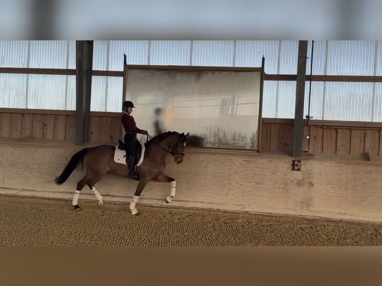 Holsteiner Jument 5 Ans 168 cm Bai clair in Rosenheim