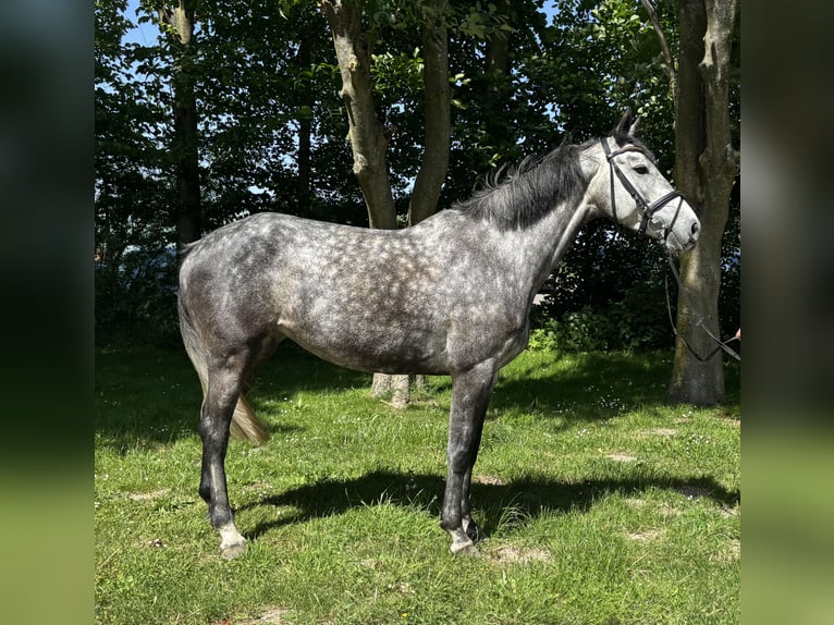 Holsteiner Jument 5 Ans 168 cm  in OesterdeichstrichBüsumer Deichhausen