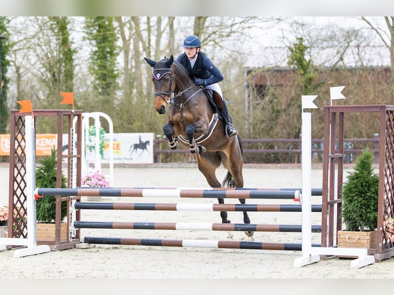 Holsteiner Jument 5 Ans 168 cm  in Felde