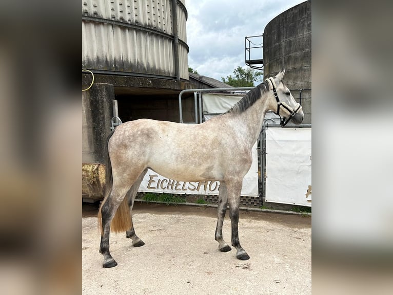 Holsteiner Jument 5 Ans 168 cm Gris in Bad König