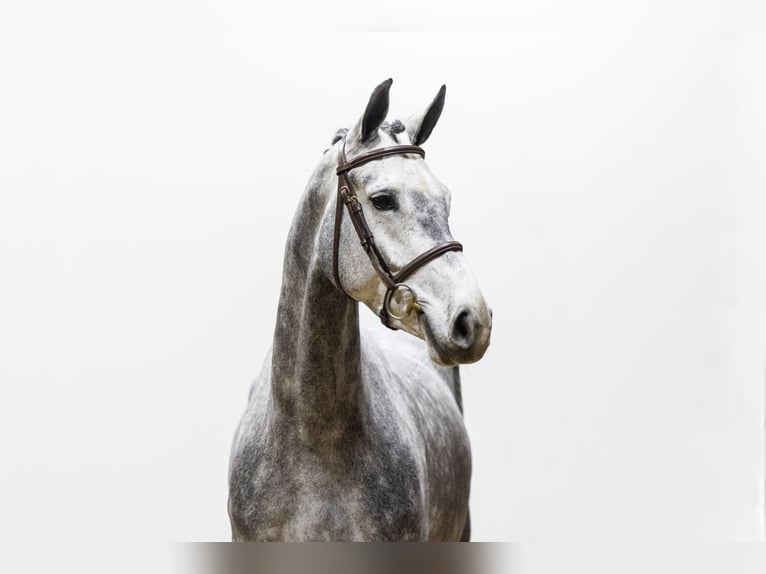 Holsteiner Jument 5 Ans 168 cm Gris in Waddinxveen