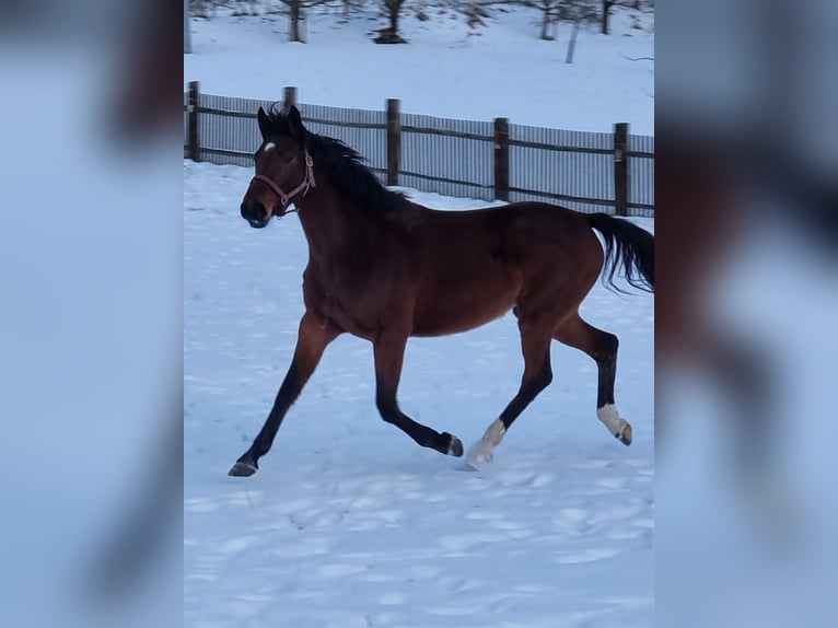 Holsteiner Jument 5 Ans 169 cm Bai in Bodenrode-Westhausen