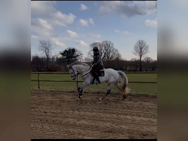 Holsteiner Jument 5 Ans 169 cm Gris in Postfeld