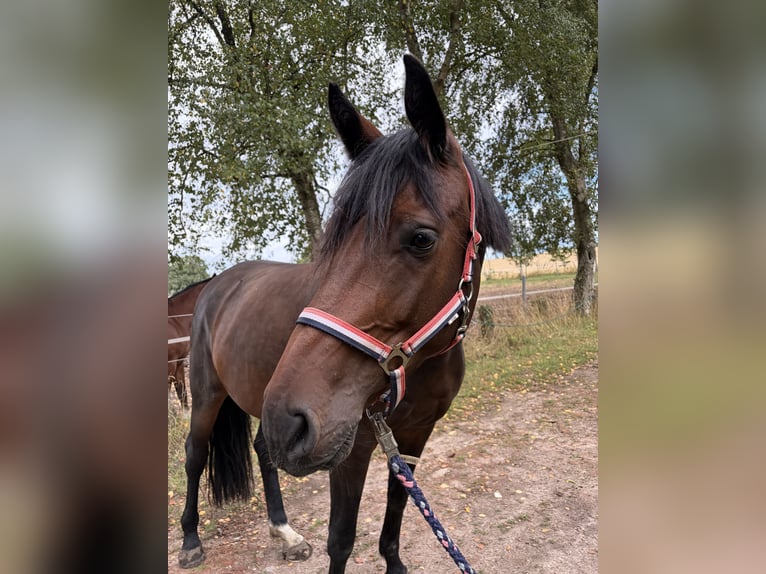 Holsteiner Jument 5 Ans 170 cm Bai brun in Kiel