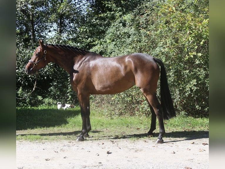 Holsteiner Jument 5 Ans 170 cm Bai brun in Erharting