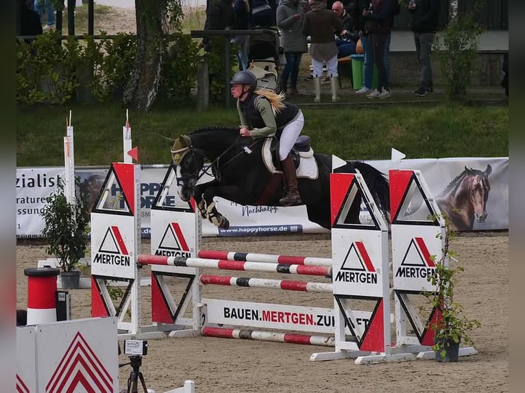 Holsteiner Jument 5 Ans 170 cm Gris noir in Viernheim