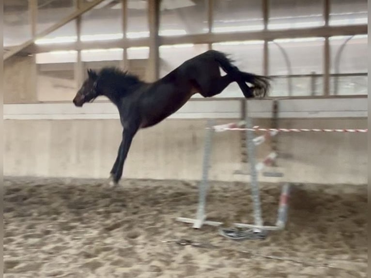Holsteiner Jument 5 Ans 172 cm Bai brun in Neuried