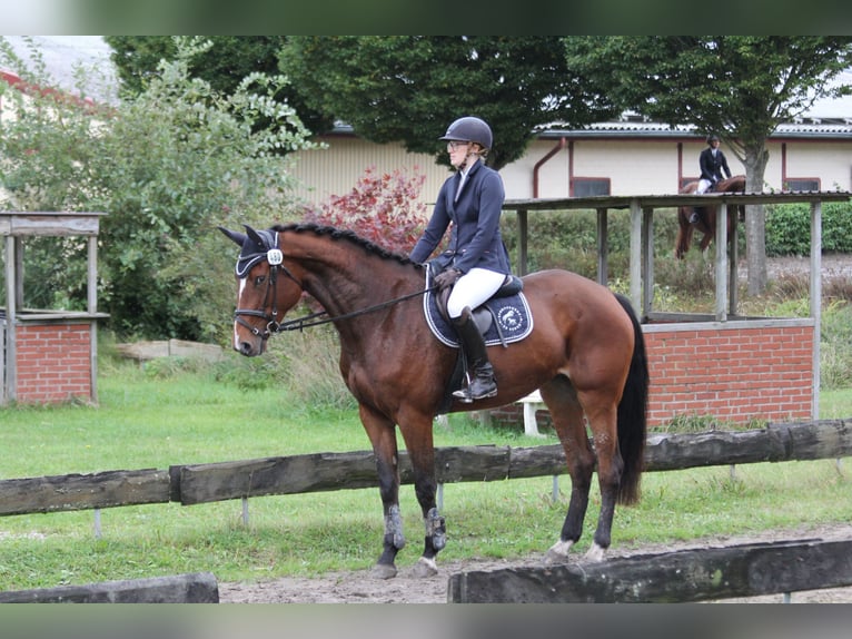 Holsteiner Jument 5 Ans 172 cm Bai in Rodenbek