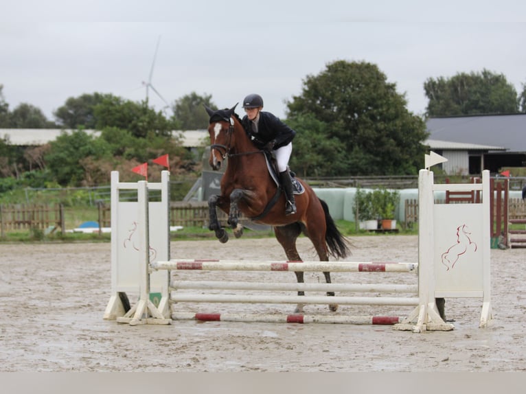 Holsteiner Jument 5 Ans 172 cm Bai in Rodenbek